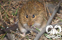 گونه جربیل هندی Indian Gerbil